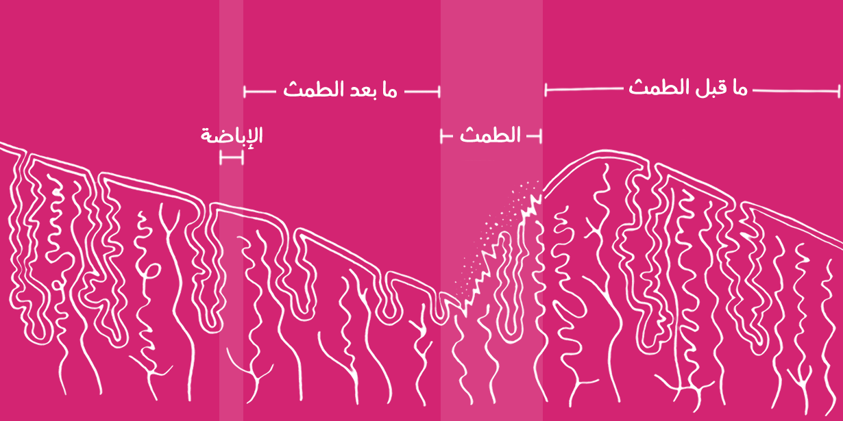 دورة الرحم